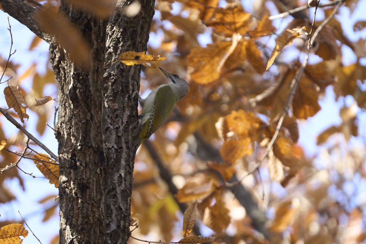 Pic cendré (canus/jessoensis) - ML645304893