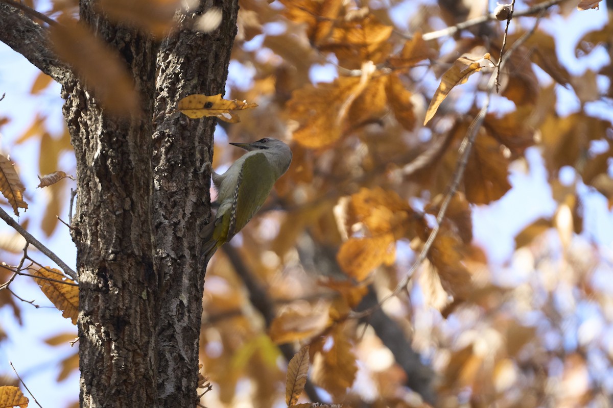 Pic cendré (canus/jessoensis) - ML645304894