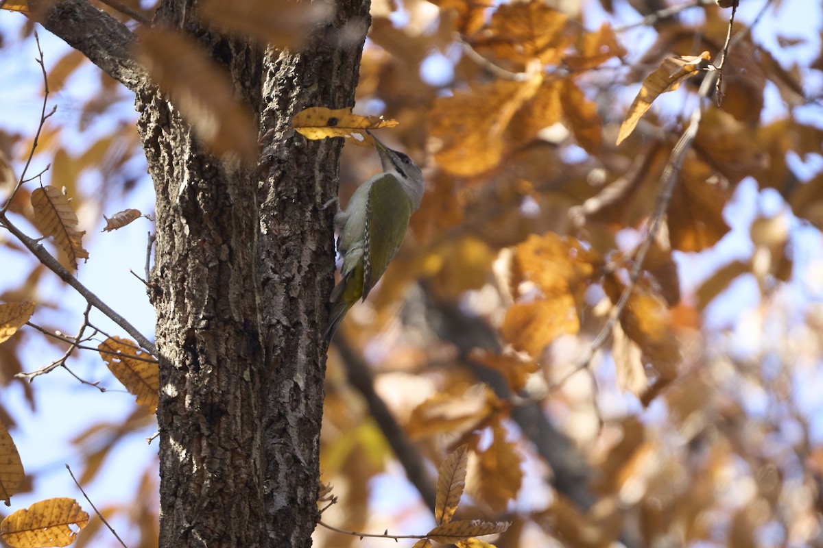 Pic cendré (canus/jessoensis) - ML645304895