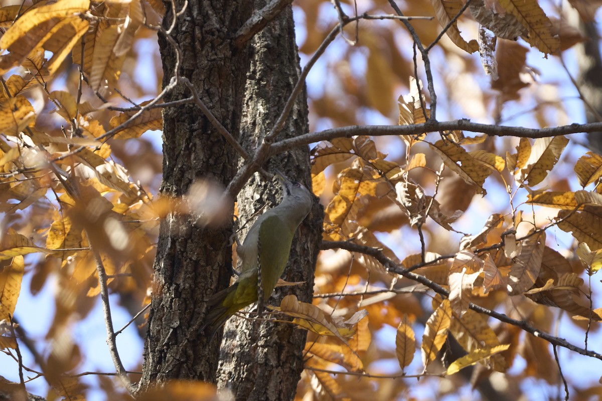 Pic cendré (canus/jessoensis) - ML645304896