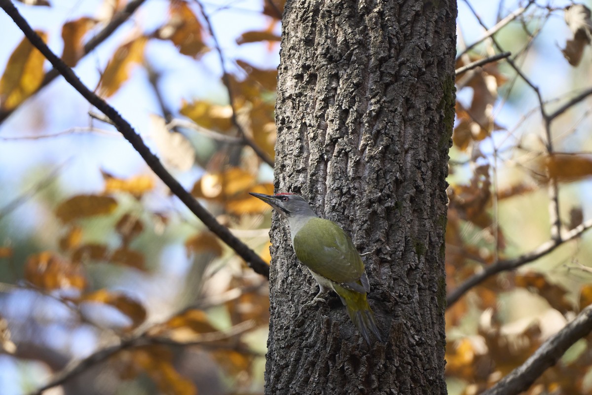 Pic cendré (canus/jessoensis) - ML645304897