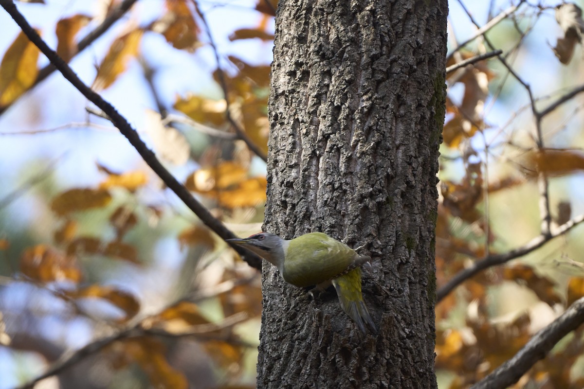 Pic cendré (canus/jessoensis) - ML645304898