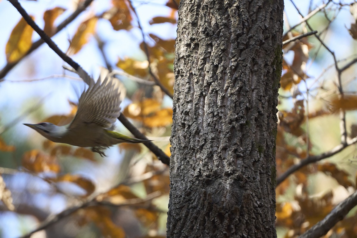 Pic cendré (canus/jessoensis) - ML645304899