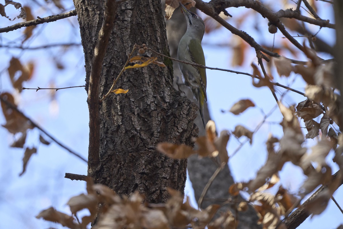 Pic cendré (canus/jessoensis) - ML645304901