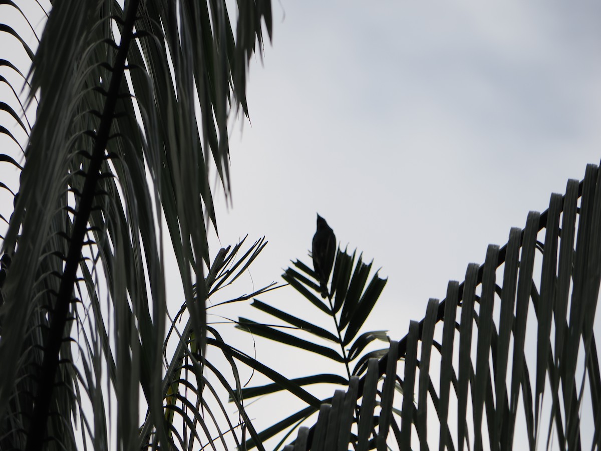 Красноглазый скворец - ML645304902