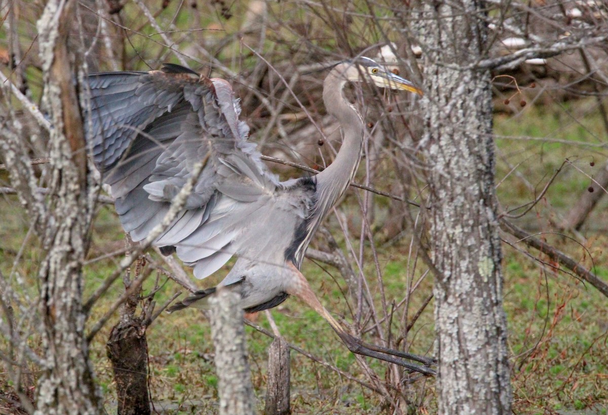 Great Blue Heron - ML645304906
