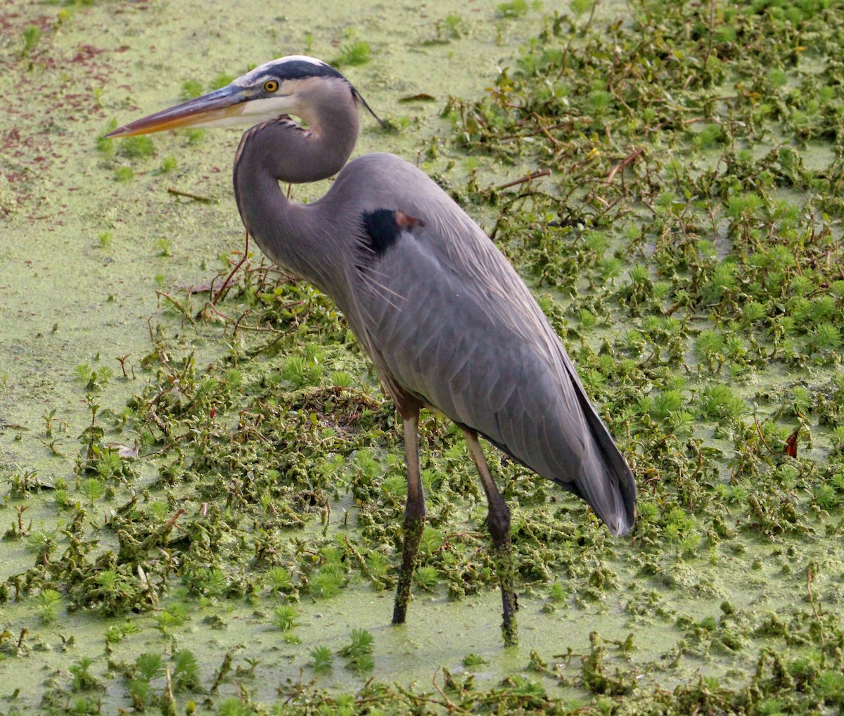 Great Blue Heron - ML645304907