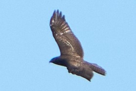 káně rudochvostá - ML645304908