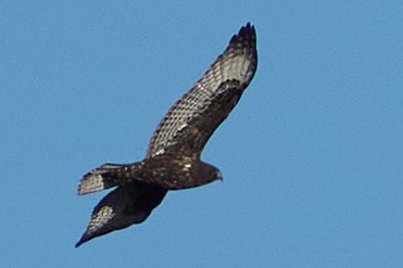 káně rudochvostá - ML645304909