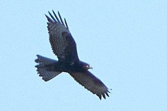 káně rudochvostá - ML645304910