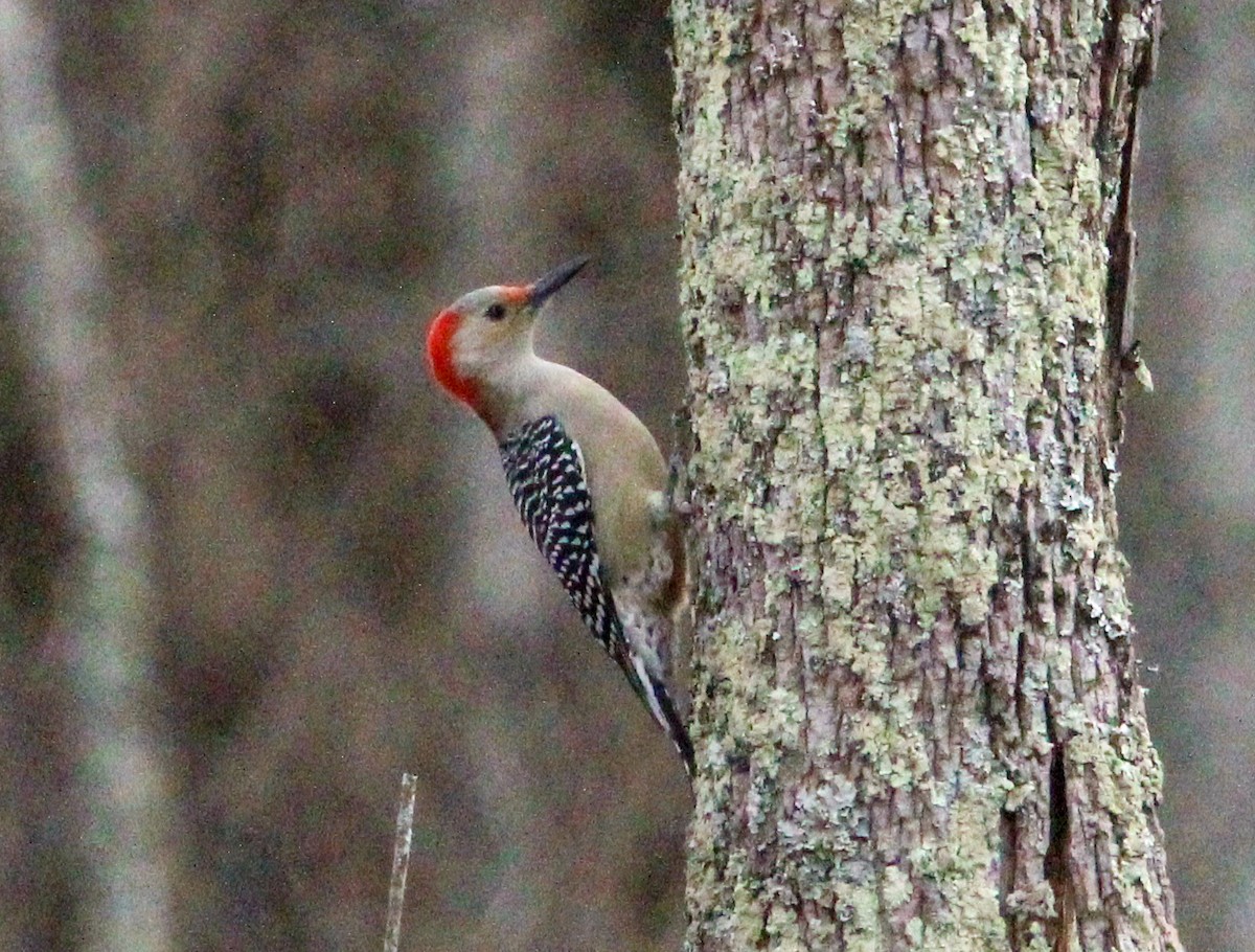 Red-bellied Woodpecker - ML645304918