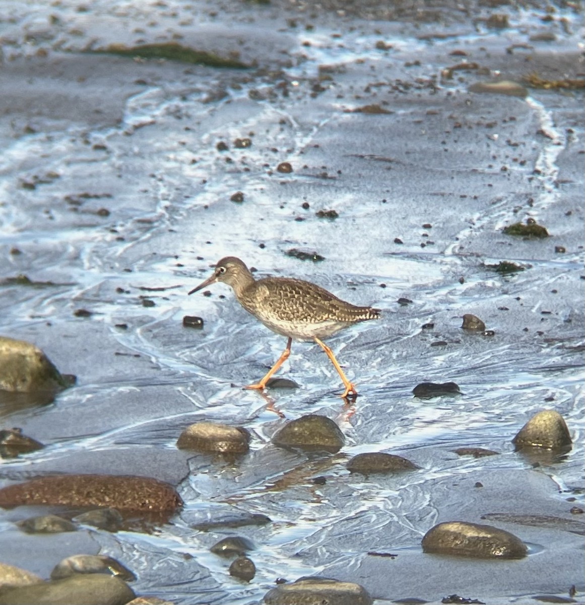 Common Redshank - ML645304922