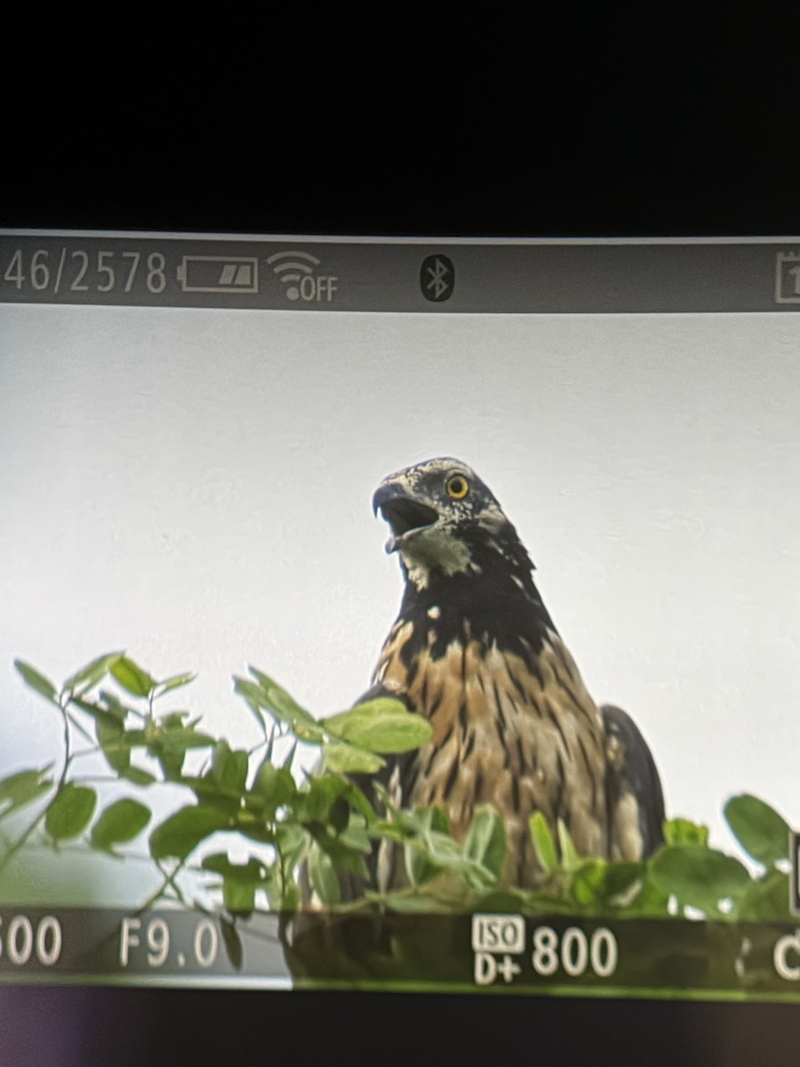 Oriental Honey-buzzard - ML645304934