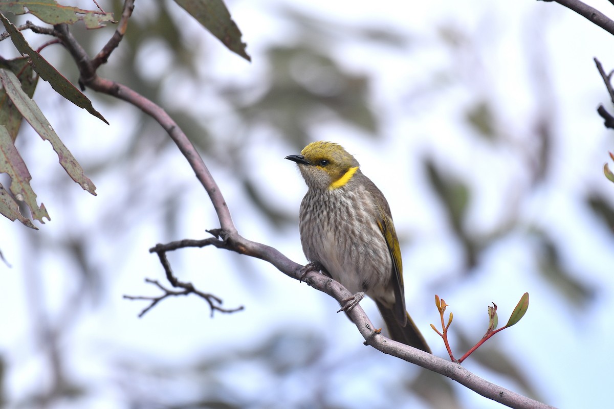 Yellow-plumed Honeyeater - ML645304936