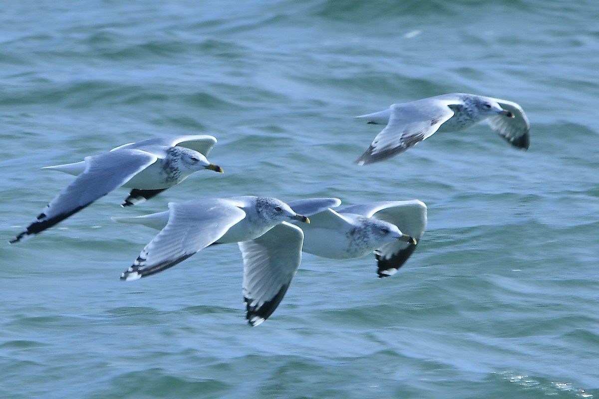 Halkalı Martı - ML645304940