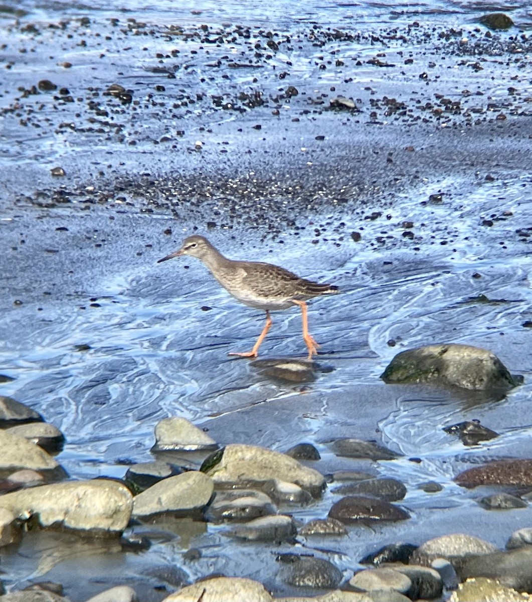 Common Redshank - ML645304941
