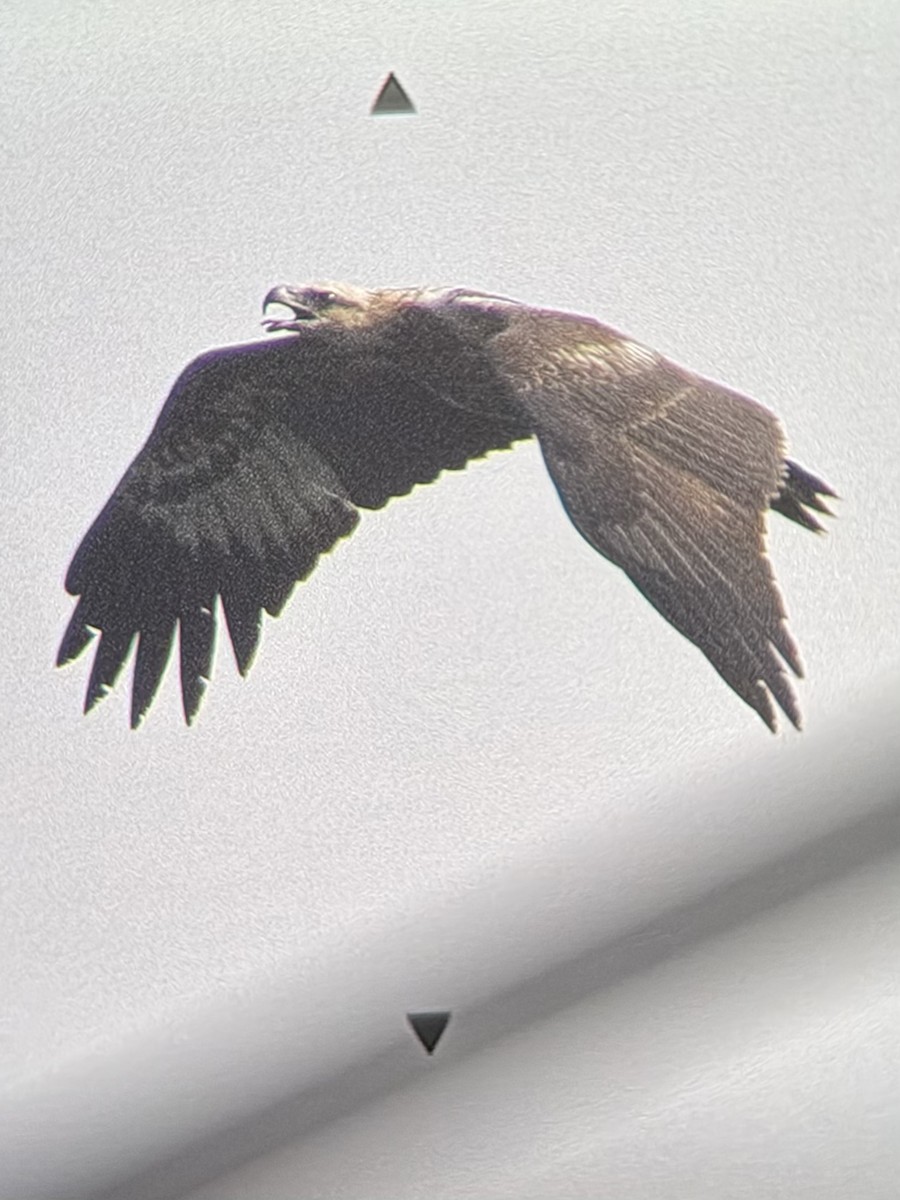 White-bellied Sea-Eagle - ML645304946