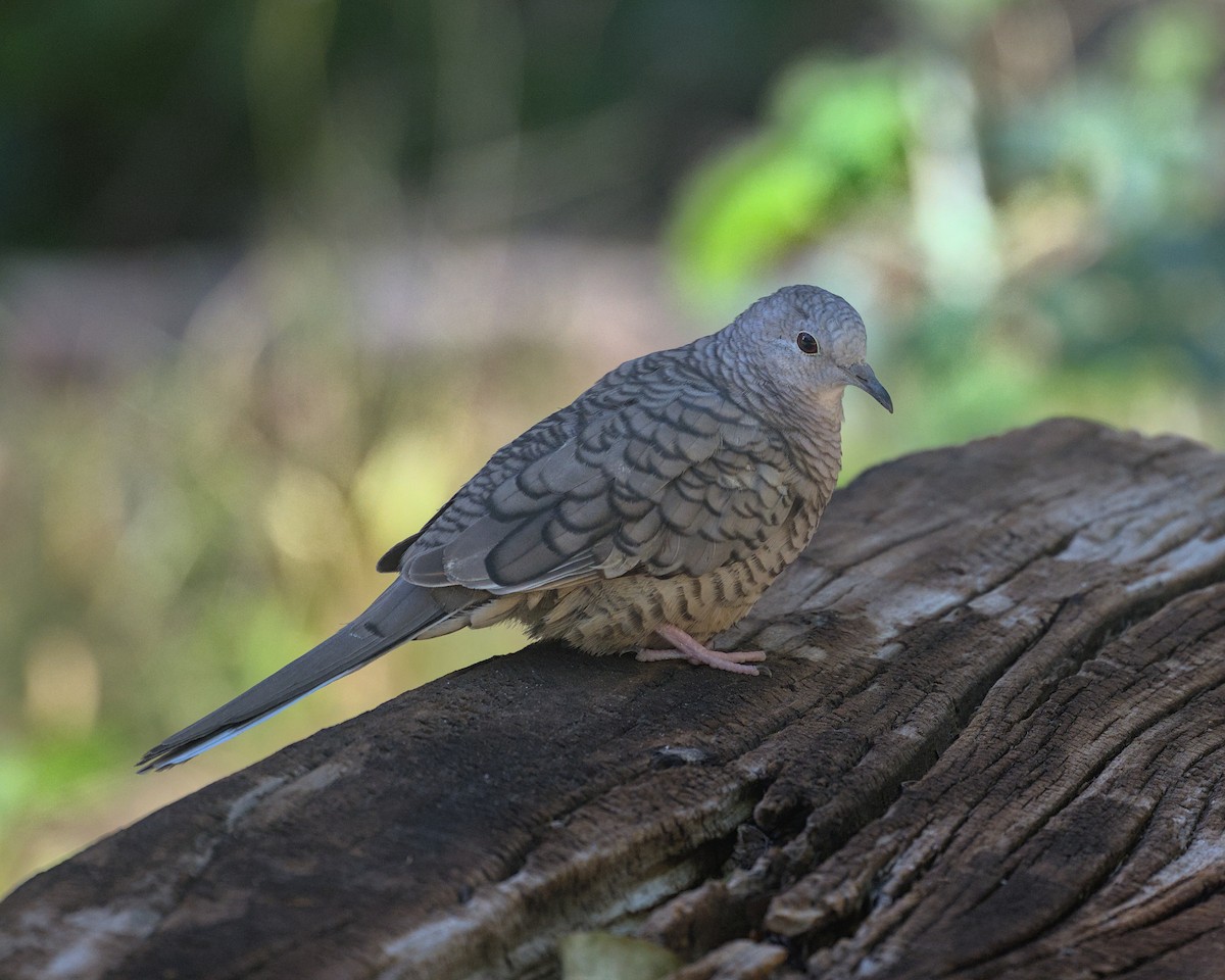 Inca Dove - ML645304955