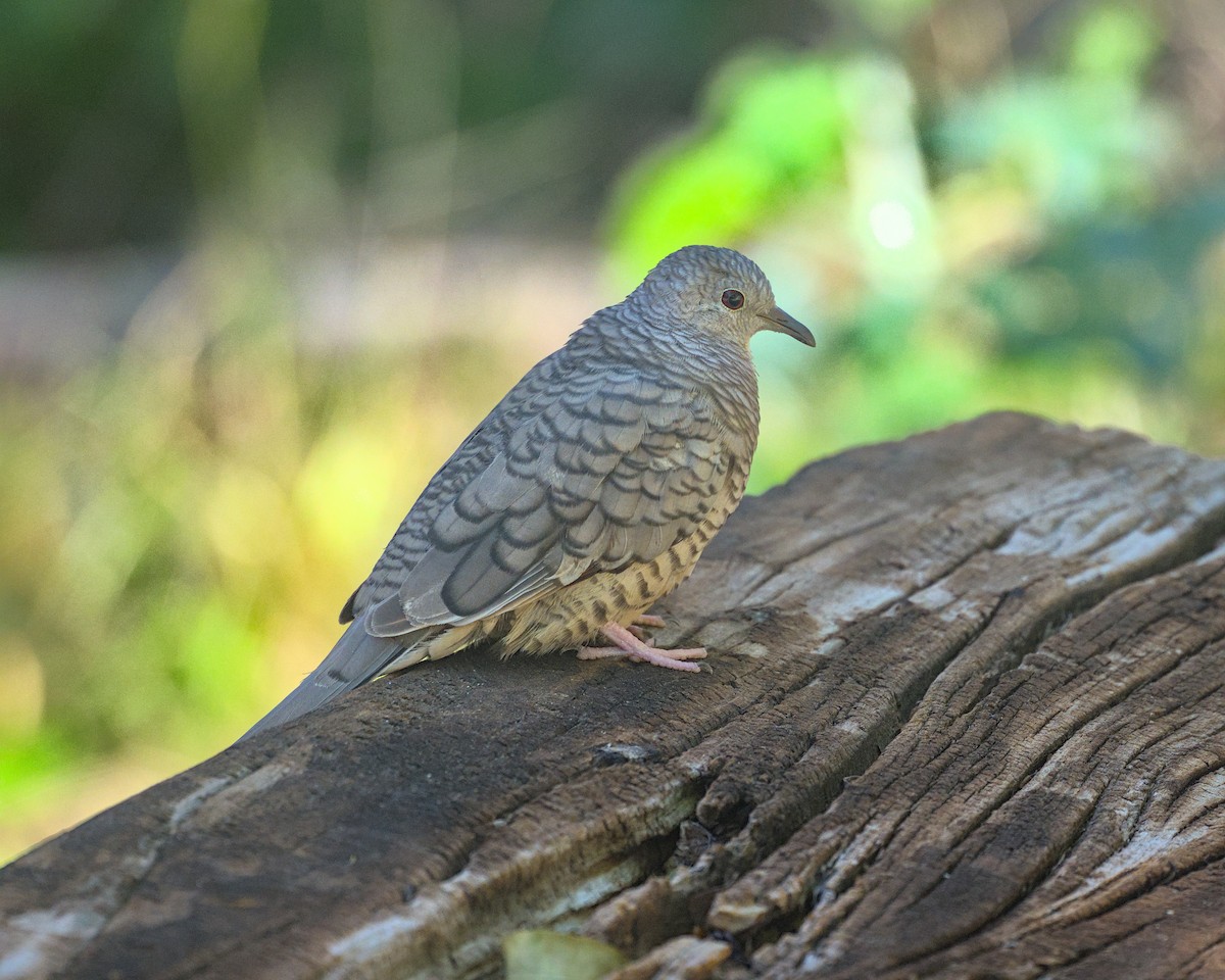Inca Dove - ML645304956
