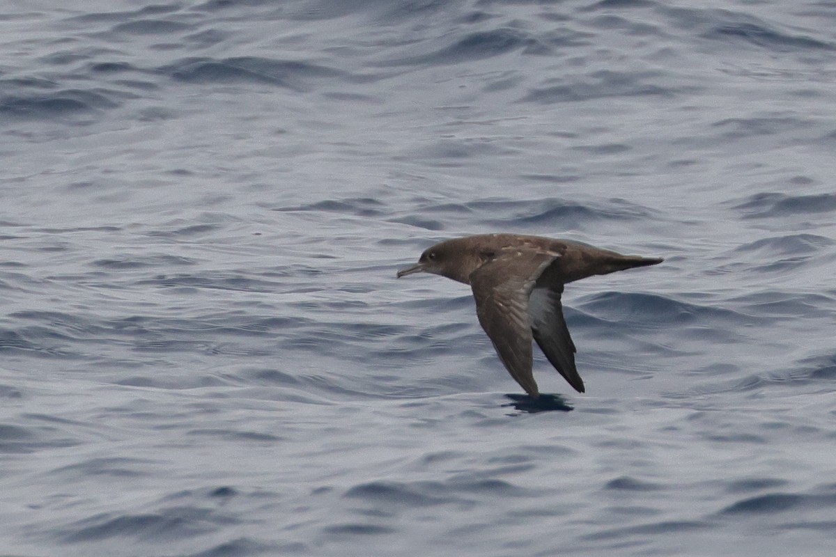 Gabai iluna - ML645304958