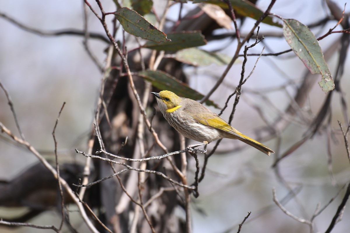 Yellow-plumed Honeyeater - ML645304960