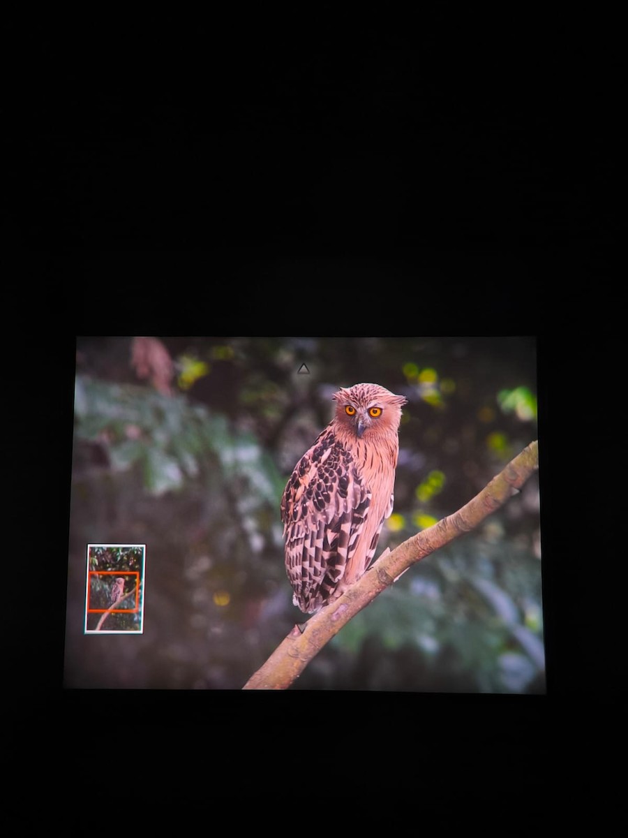 Buffy Fish-Owl - ML645304967