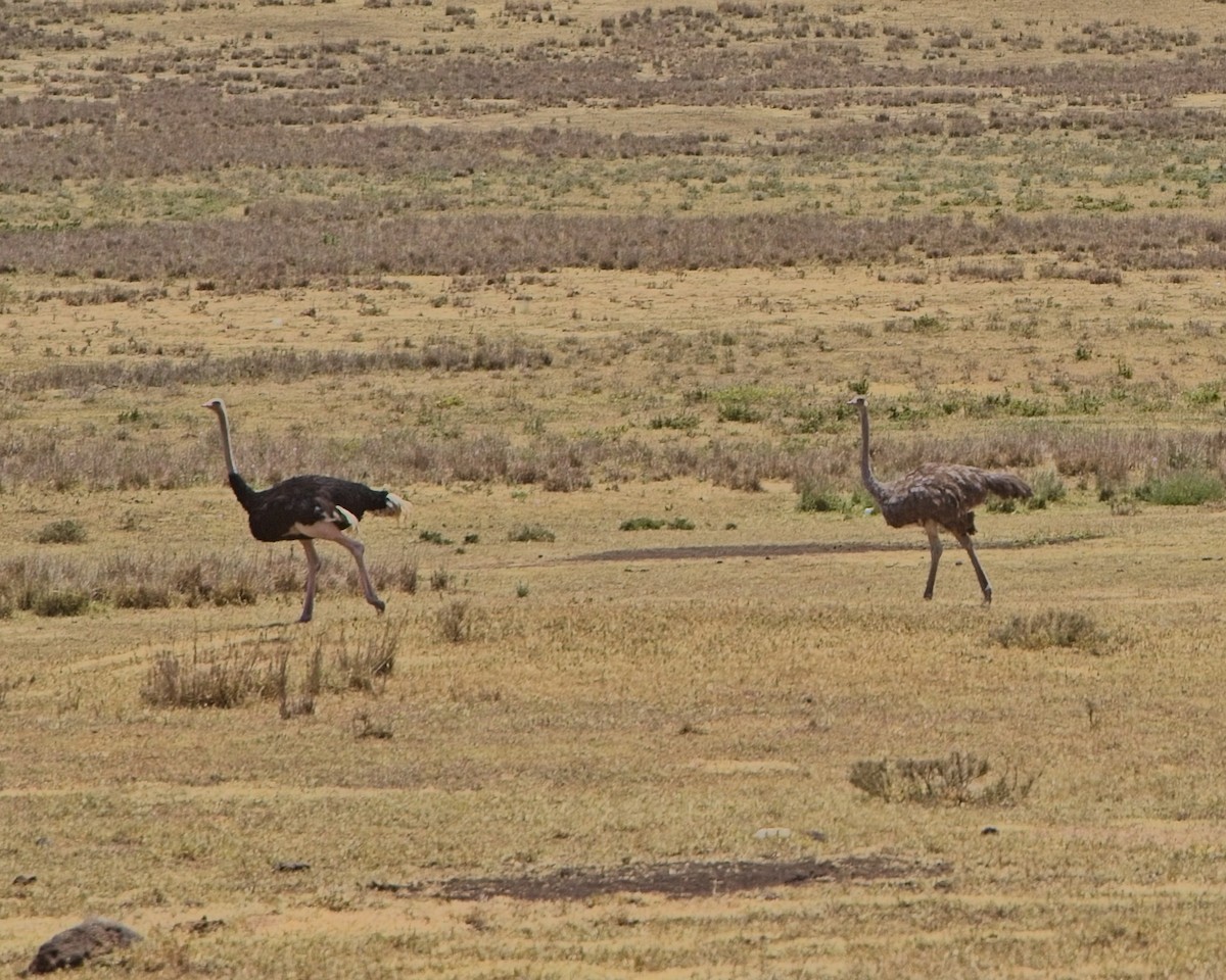 pštros dvouprstý - ML645304971