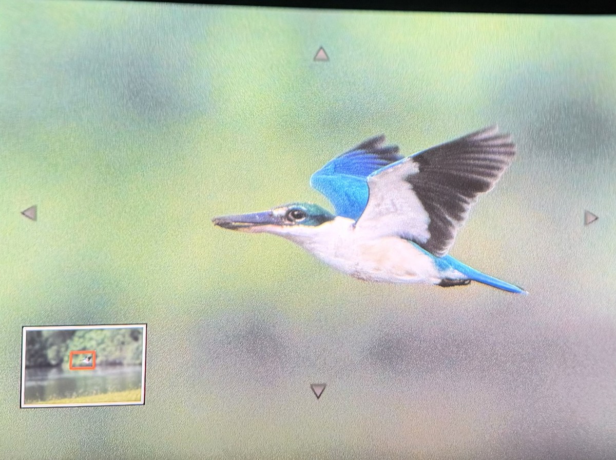 Collared Kingfisher - ML645304975