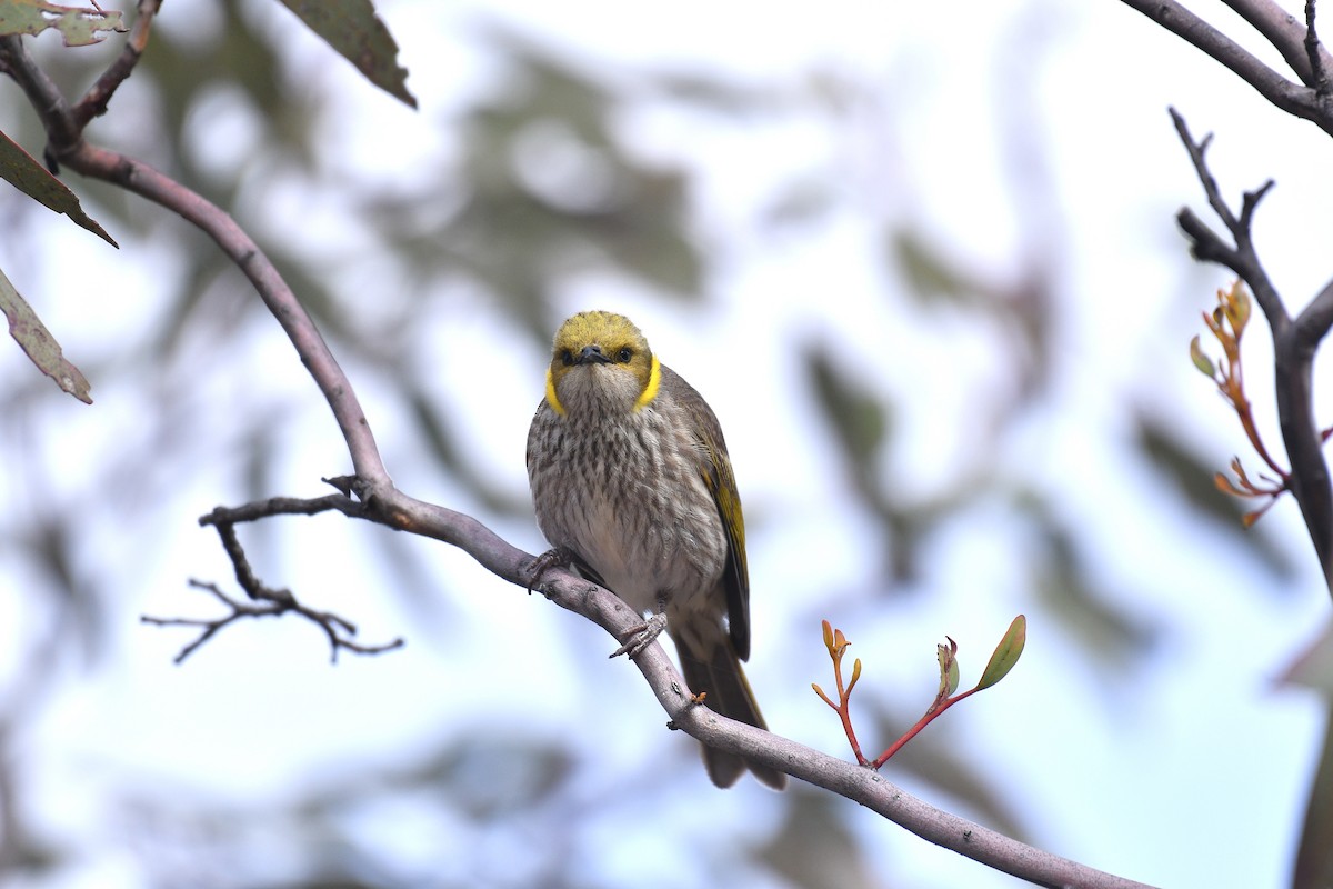 Yellow-plumed Honeyeater - ML645304979