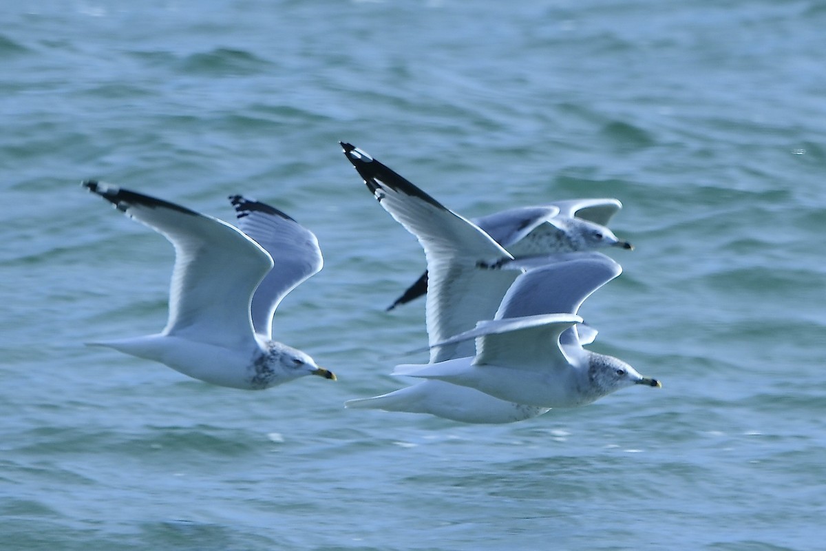 Halkalı Martı - ML645304983