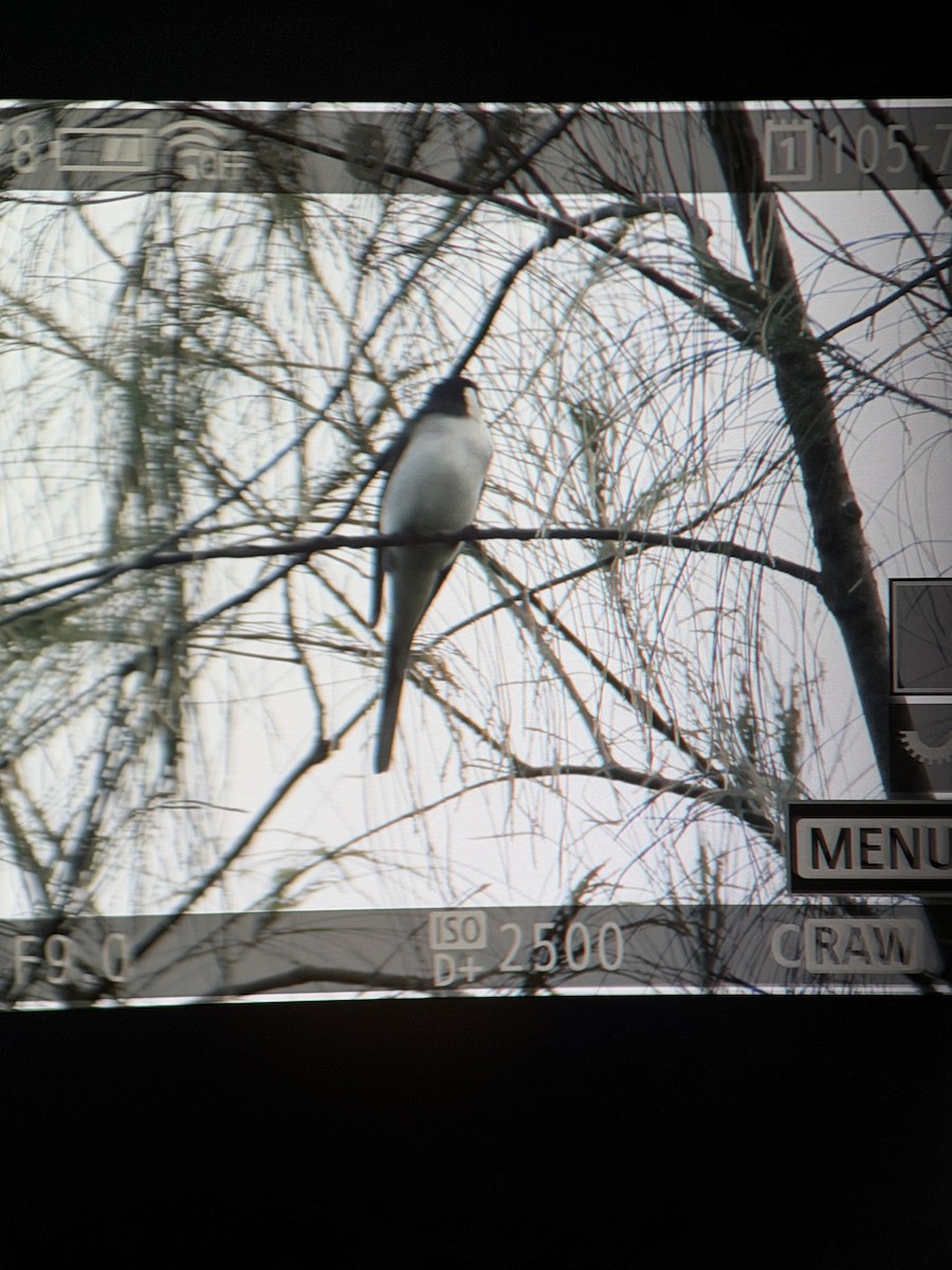 Ashy Minivet - ML645304988