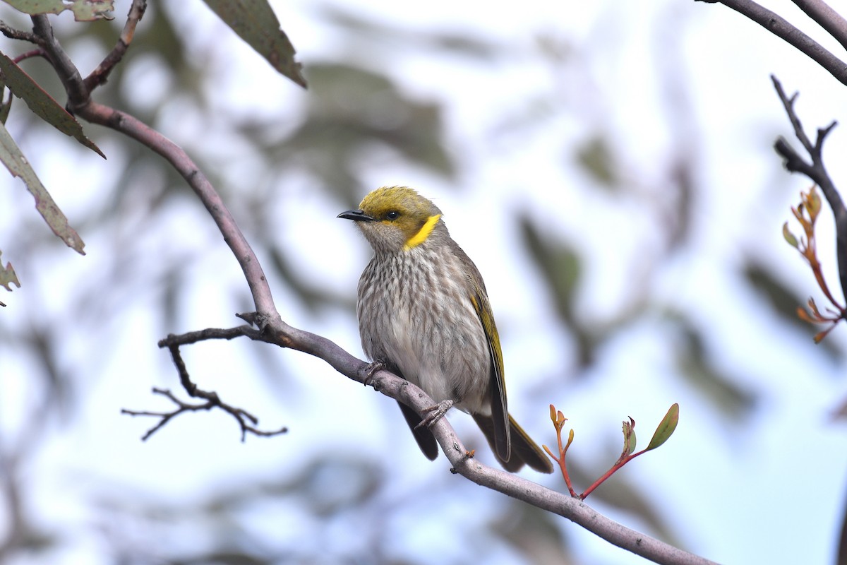 Yellow-plumed Honeyeater - ML645304990