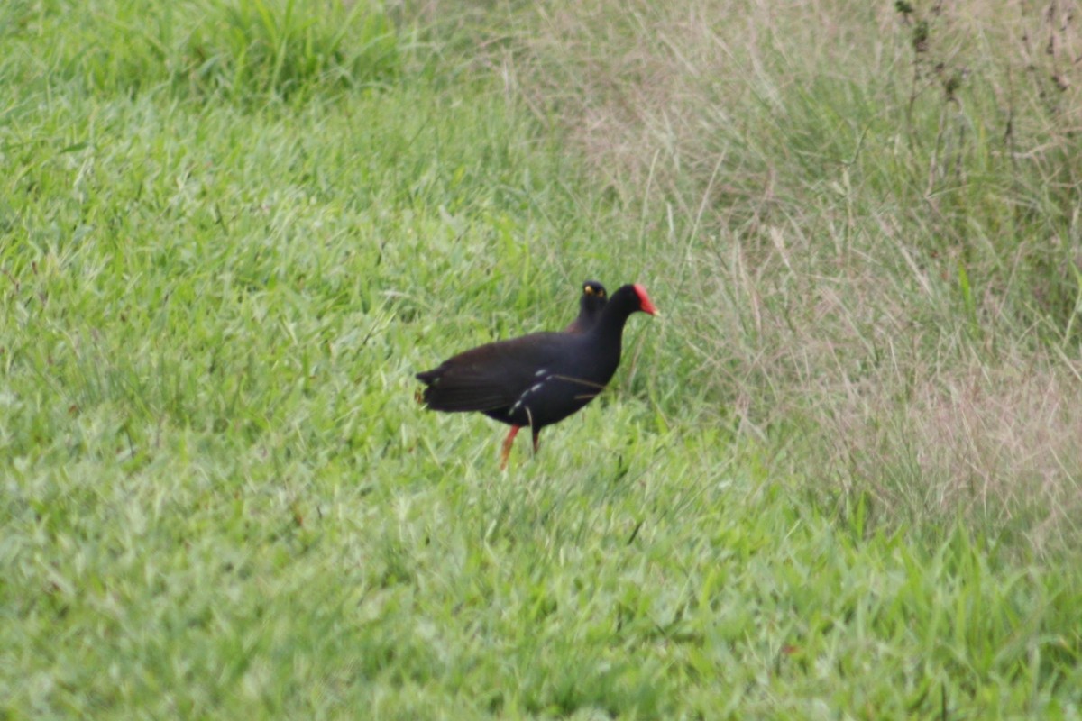 Gallinule d'Amérique (sandvicensis) - ML645304999