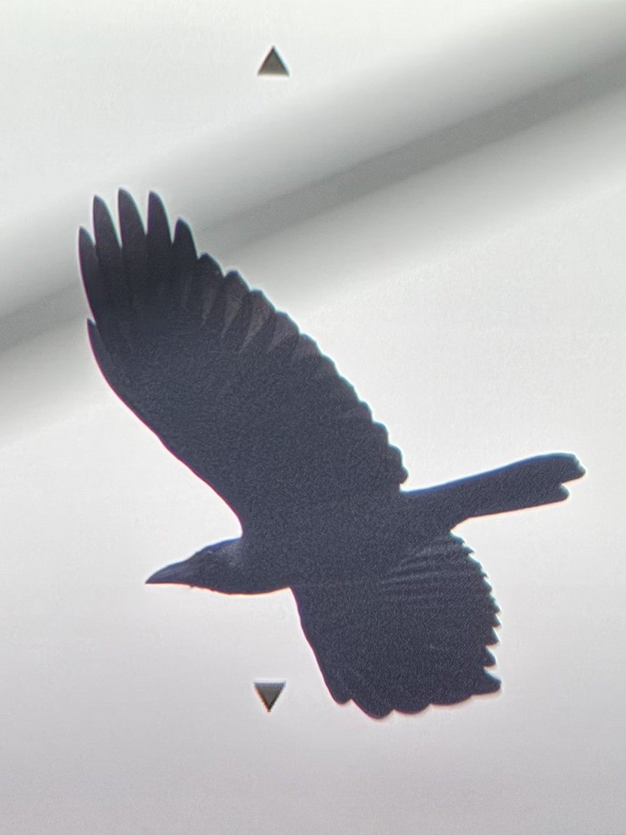 House Crow - ML645305005