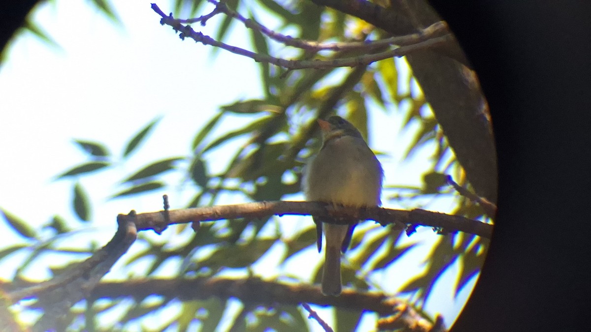 Greater Pewee - ML645305010
