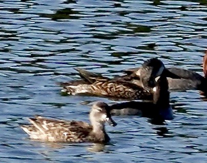 Blue-winged Teal - ML645305012