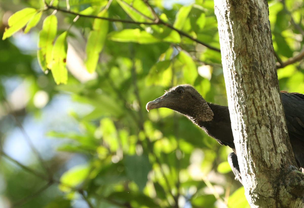 Urubu noir - ML645305013