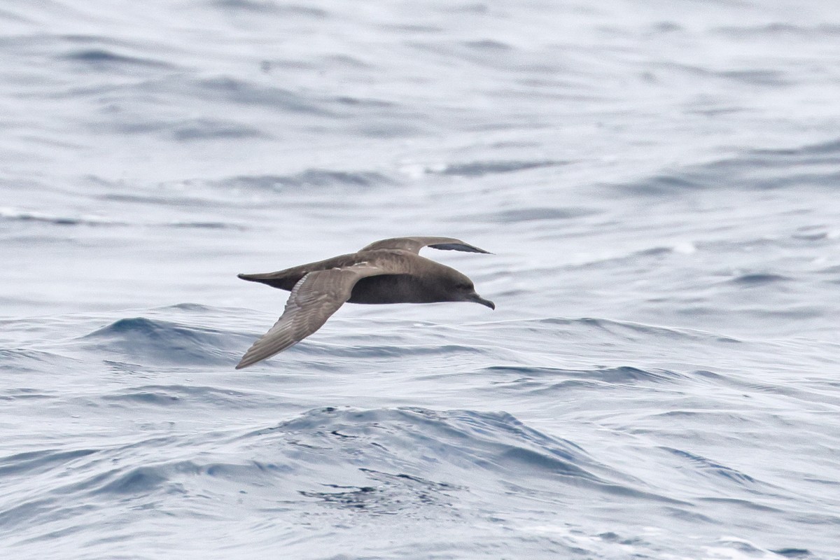 Gabai iluna - ML645305024