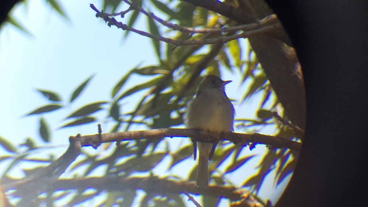 Greater Pewee - ML645305027
