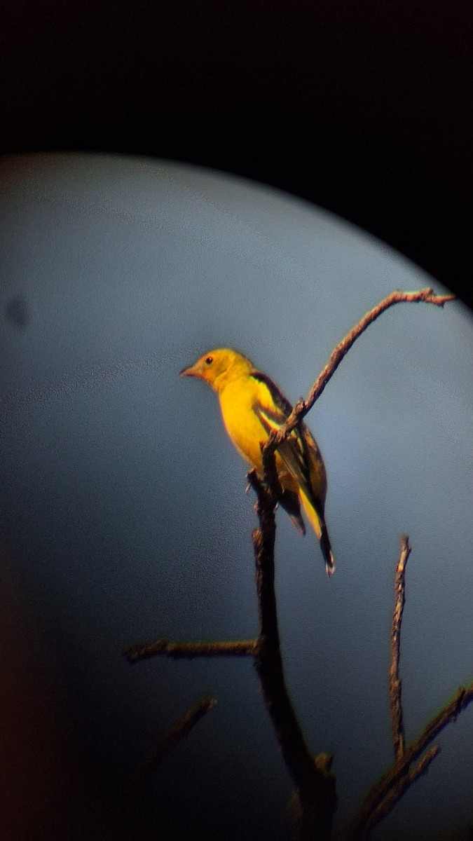 ニシフウキンチョウ - ML645305040