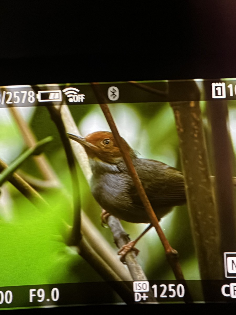Ashy Tailorbird - ML645305044