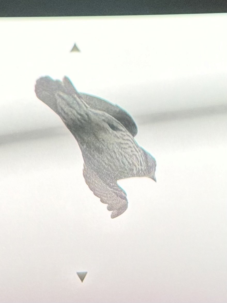 Красноглазый скворец - ML645305056