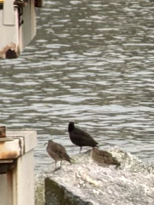 Chiurlo piccolo americano - ML645305070