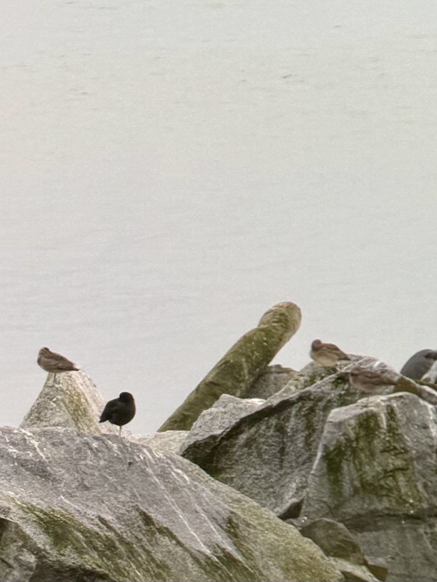 Chiurlo piccolo americano - ML645305071