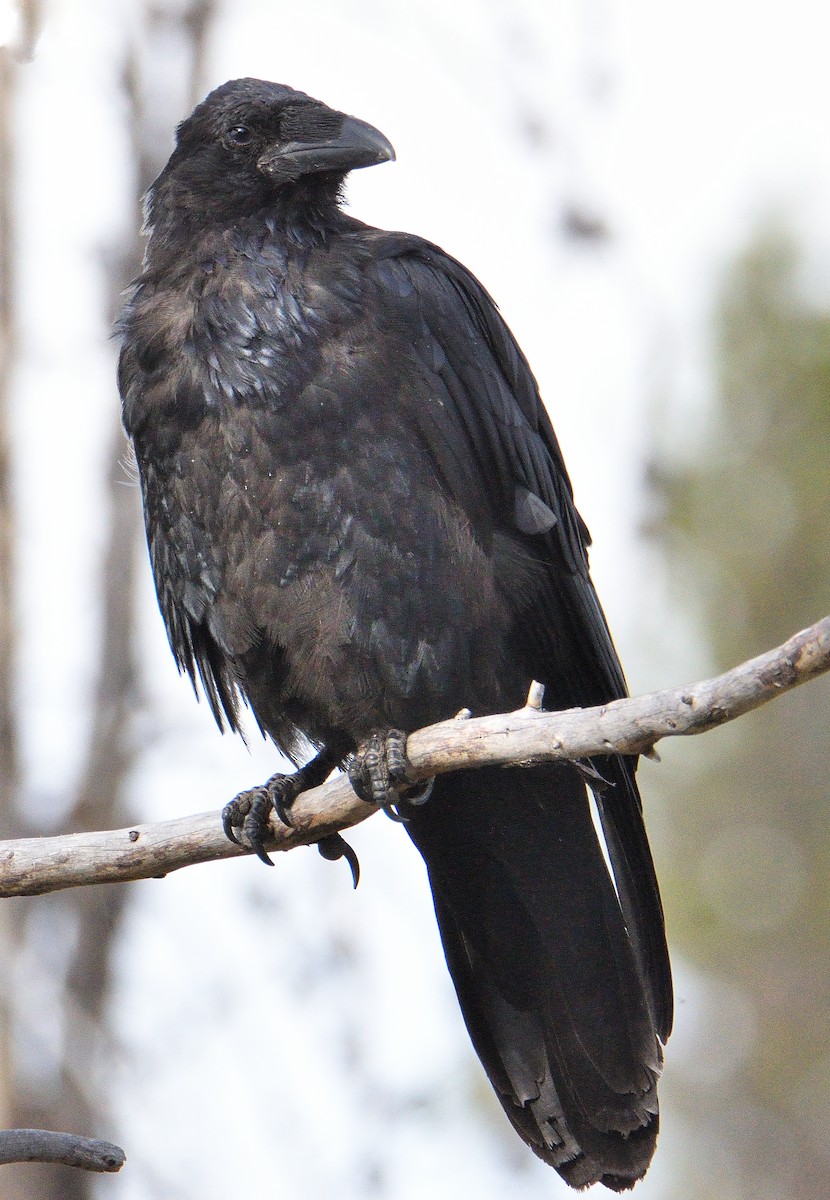 Common Raven - ML645305074