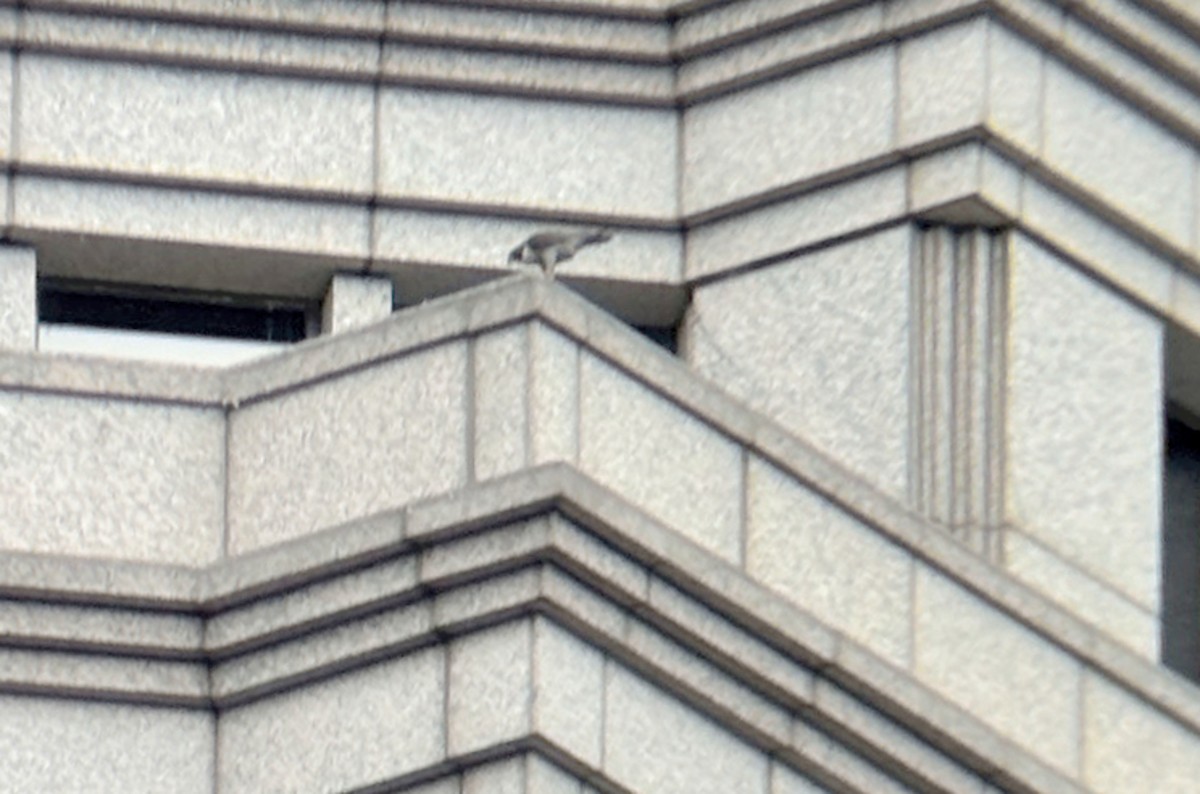 遊隼(macropus) - ML645305081