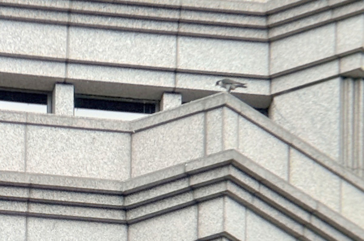 遊隼(macropus) - ML645305082