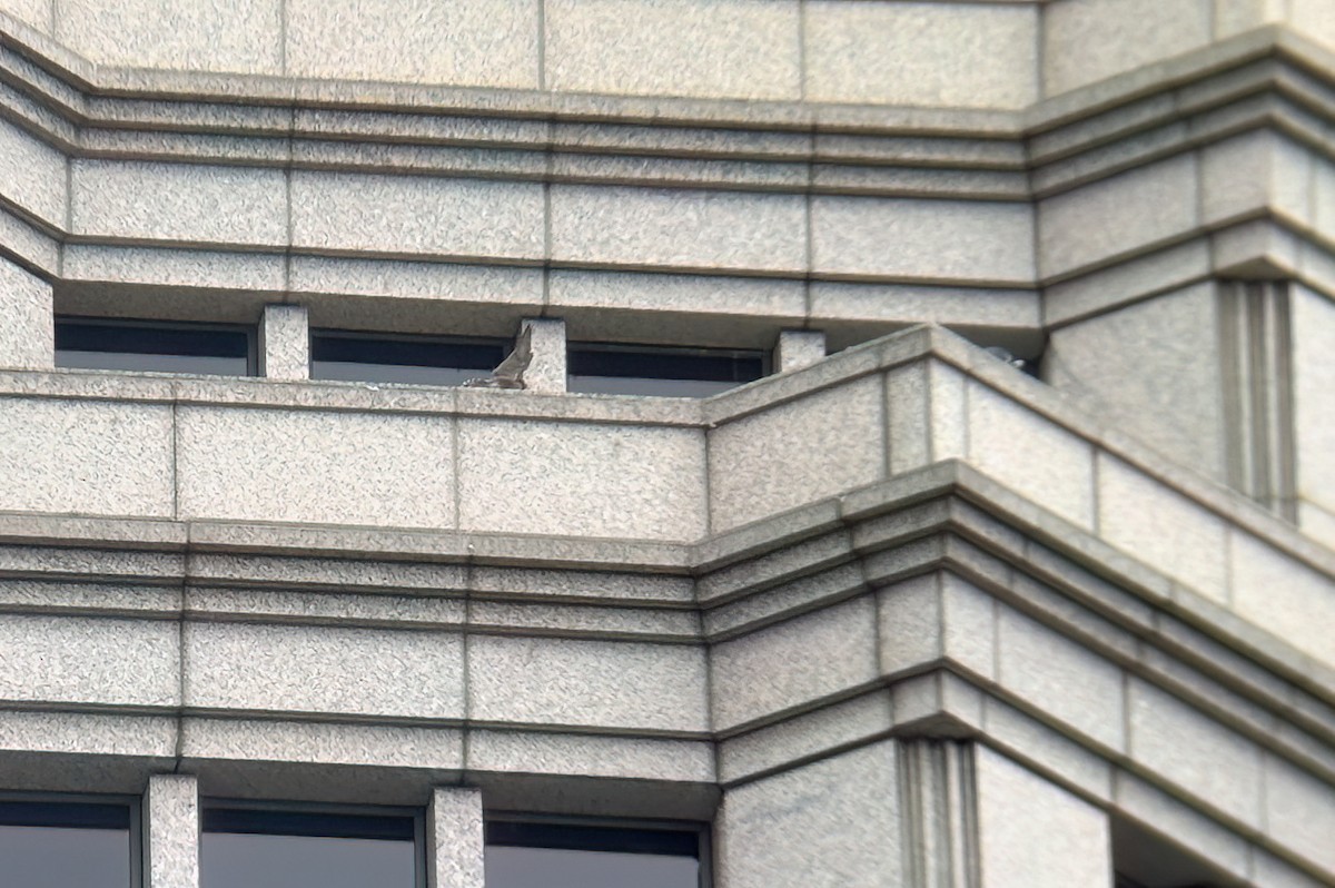 遊隼(macropus) - ML645305083