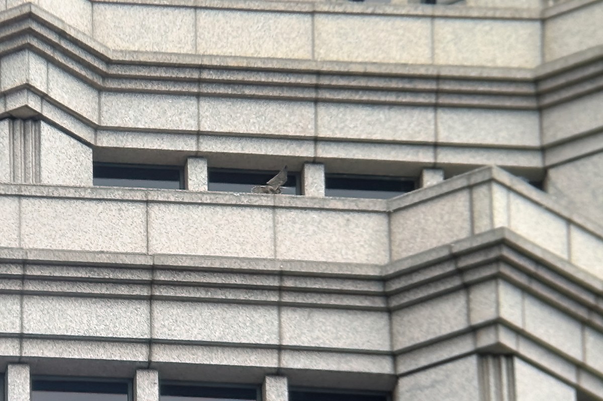 遊隼(macropus) - ML645305084