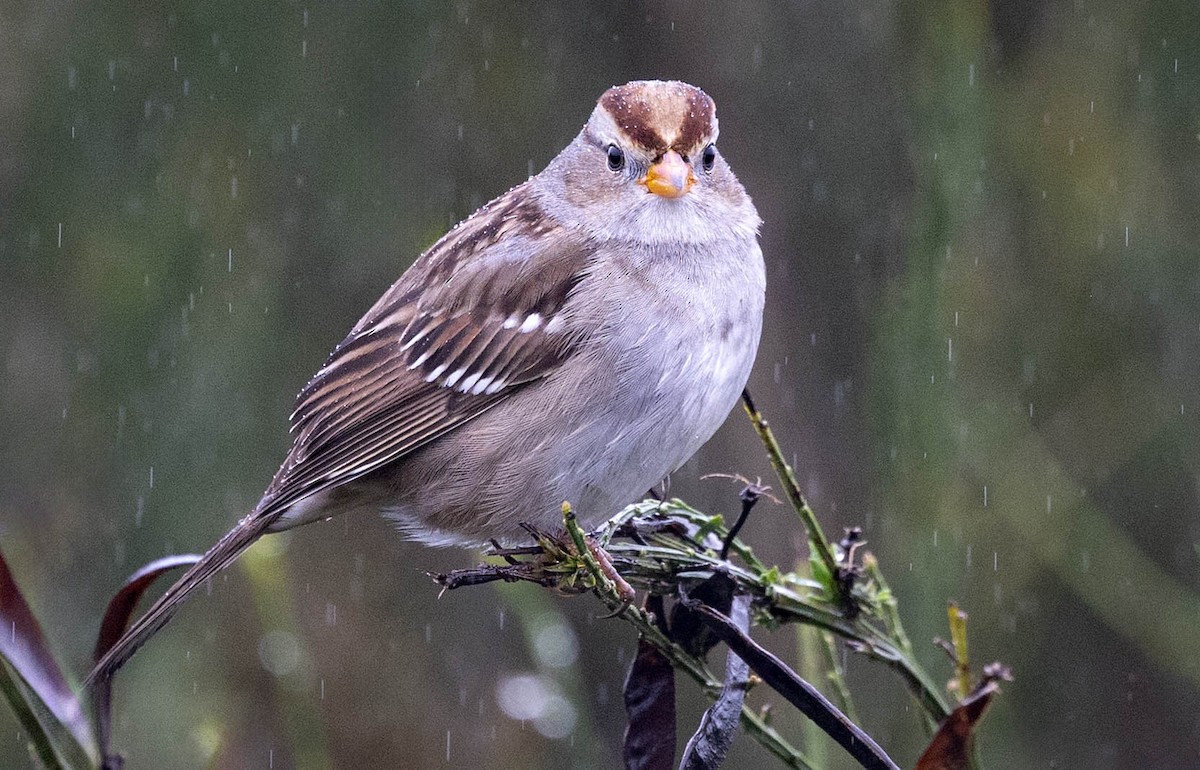 White-crowned Sparrow - ML645305092
